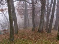 Baumstämme im Seepark Übersee bei Nebel